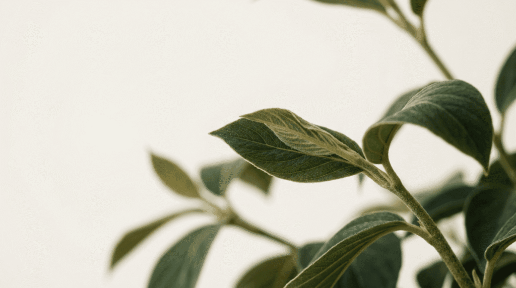 pay monthly website packages featured v2