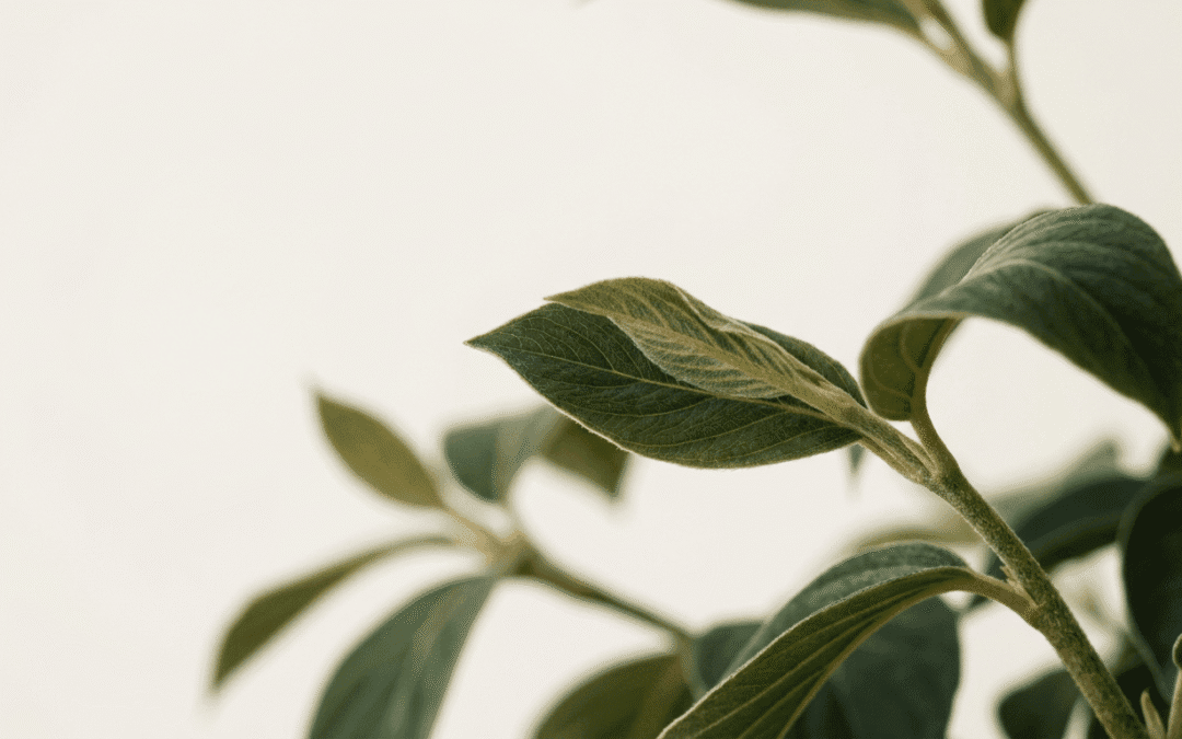 What’s Included in a Pay Monthly Website Package?