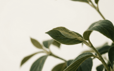 What’s Included in a Pay Monthly Website Package?